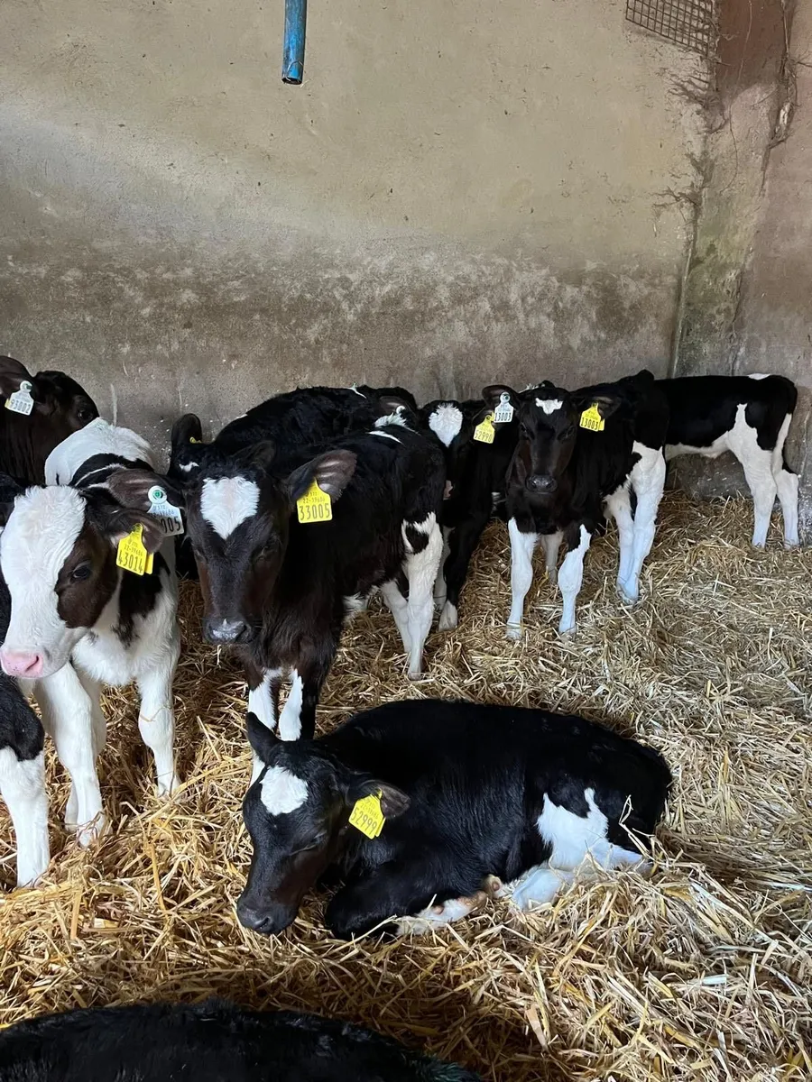 10 Friesian Heifer Calves - Image 1