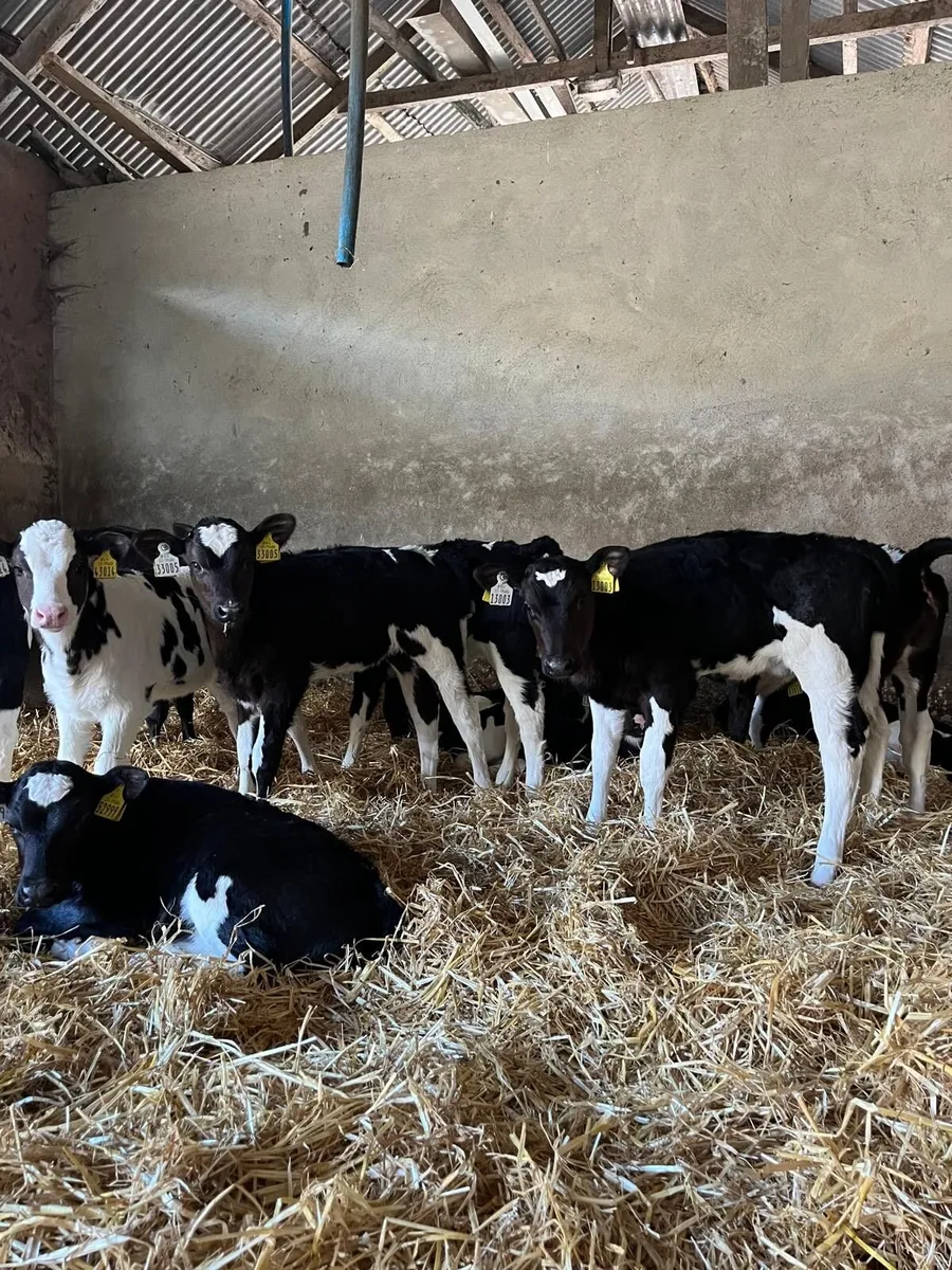 10 Friesian Heifer Calves - Image 2