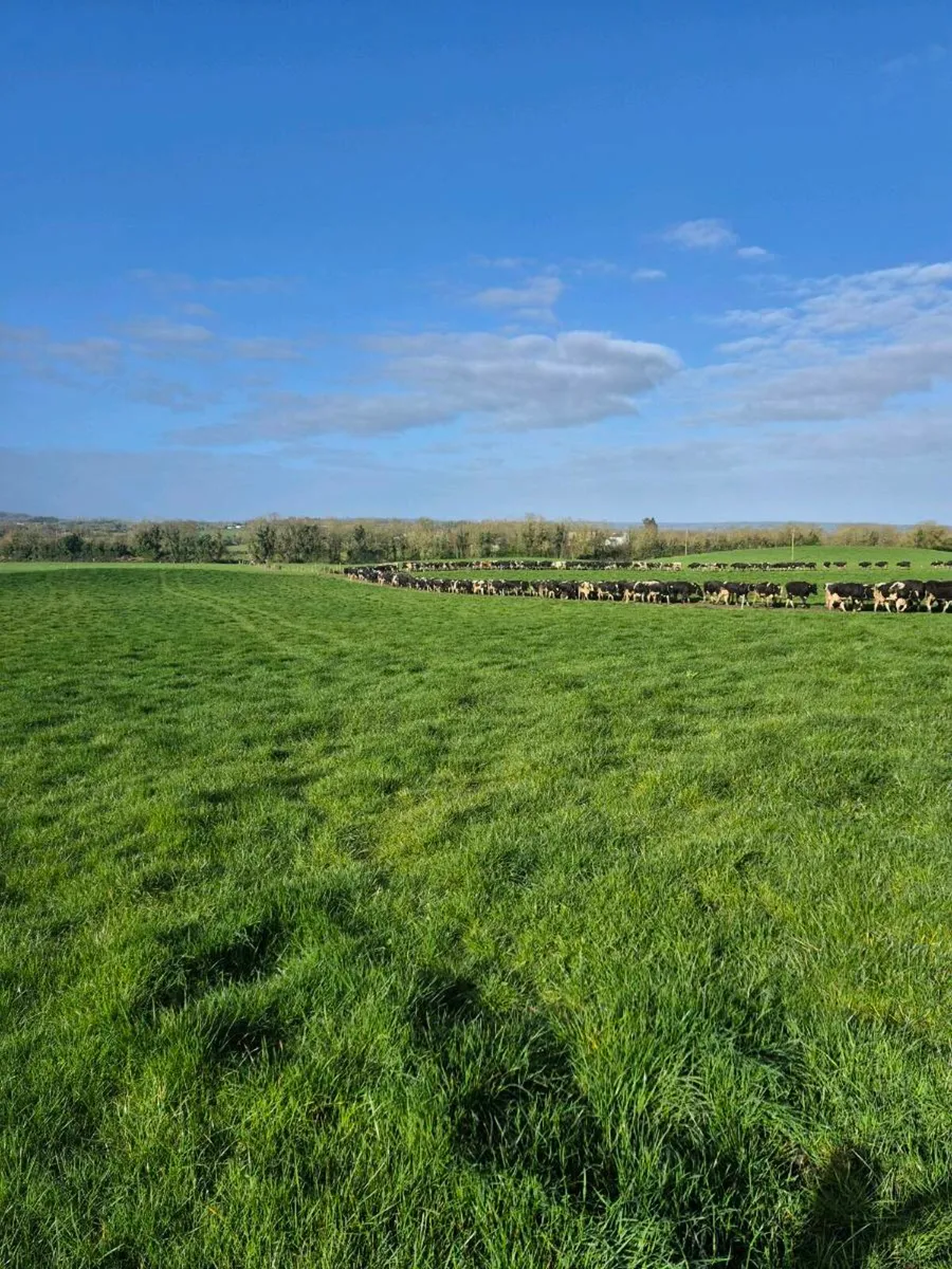 Fresh calved Milking cows