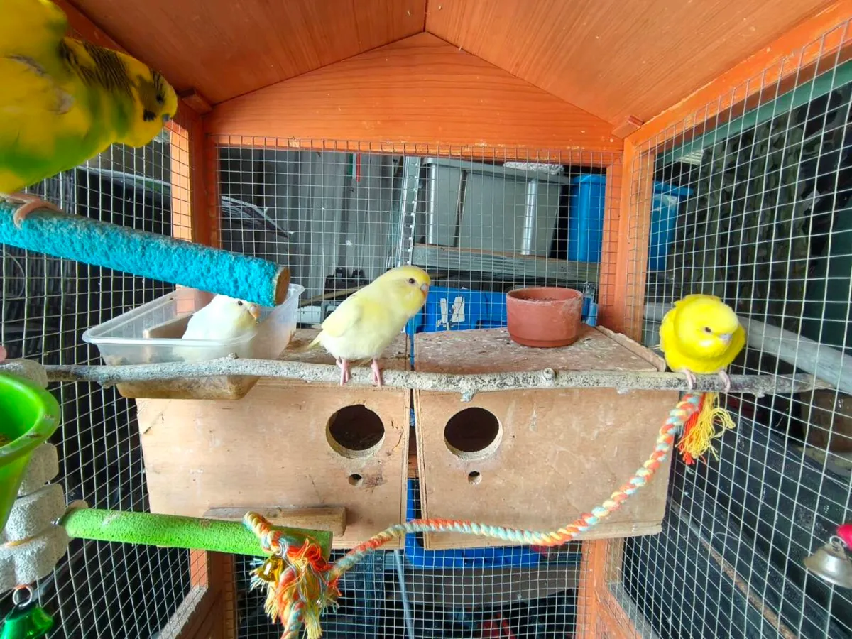 Young budgies - Image 1