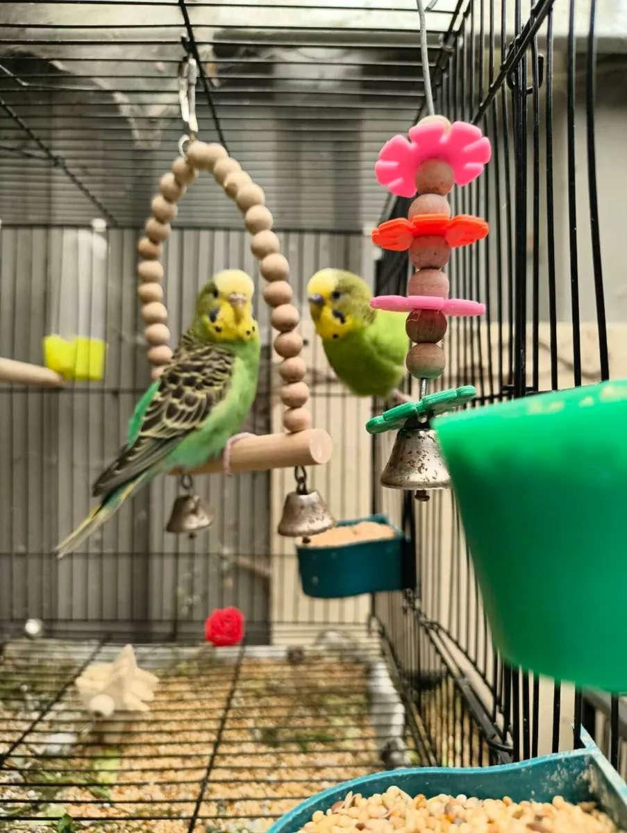 Young budgies - Image 2