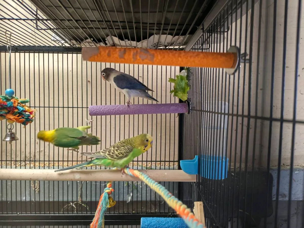 Young budgies - Image 3