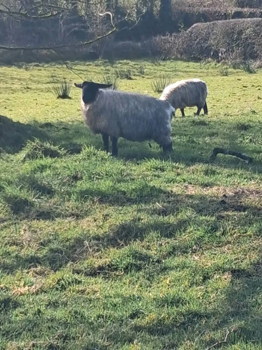 PBNR In lamb Hoggets - Image 2