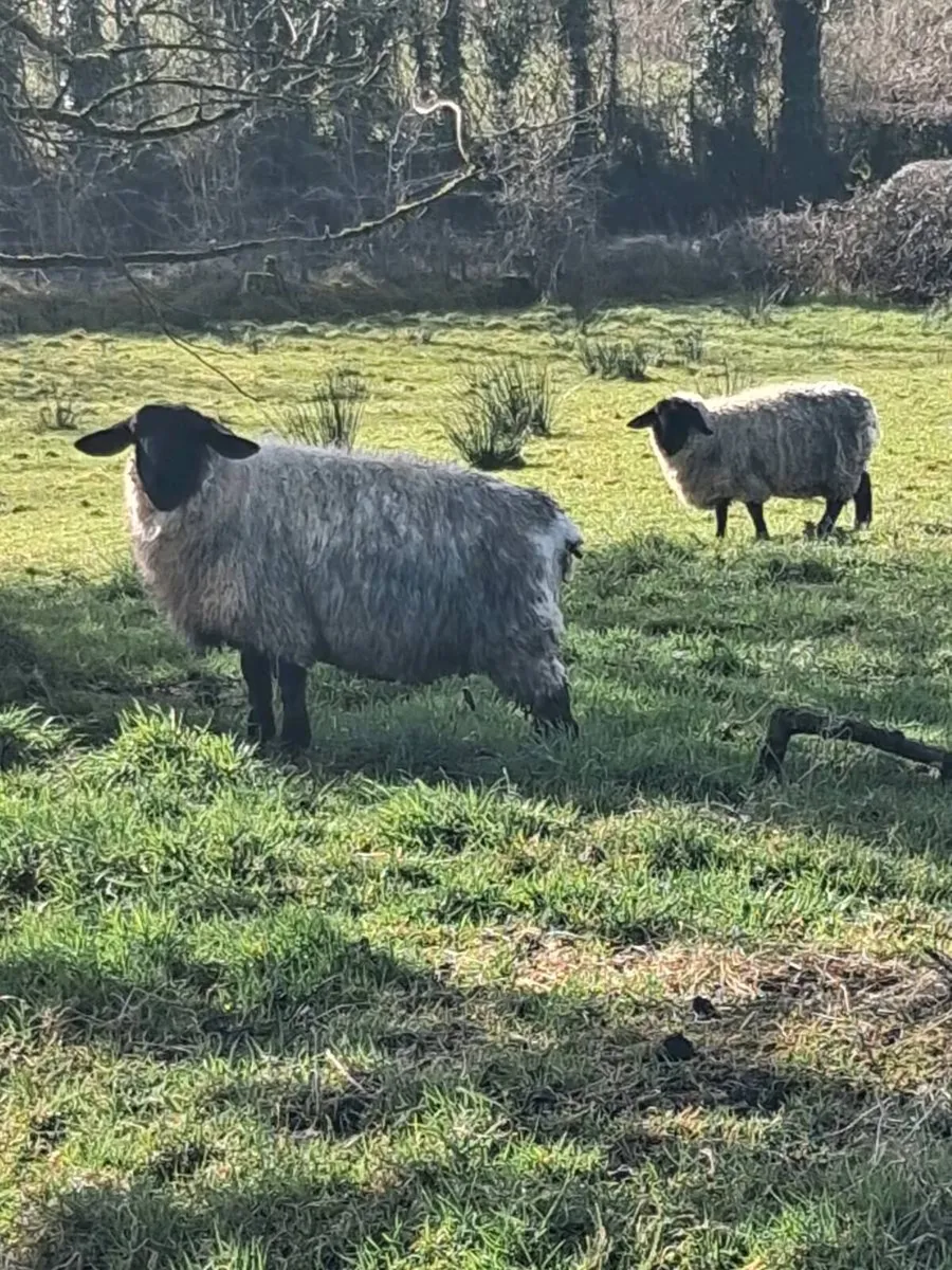 PBNR In lamb Hoggets - Image 3