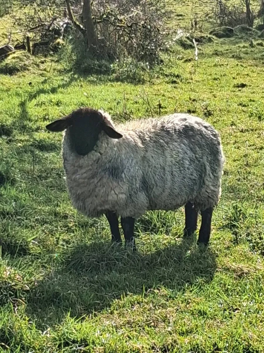 PBNR In lamb Hoggets - Image 4