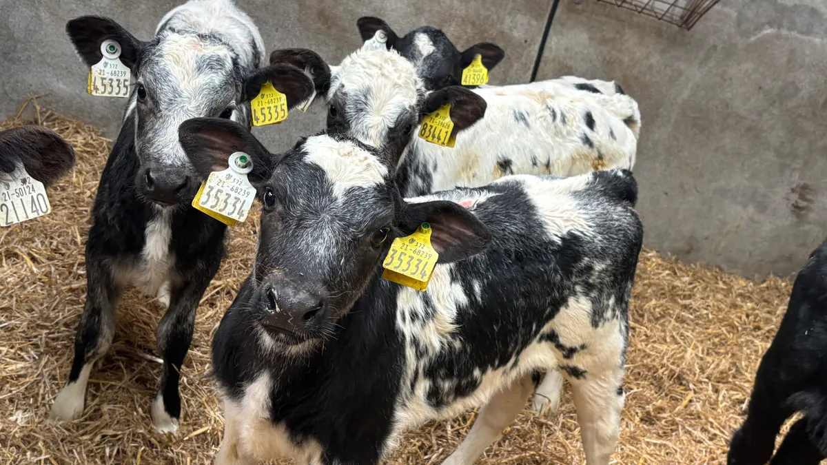⭐️ 4 Belgian Blue Heifer Calves ⭐️ - Image 1
