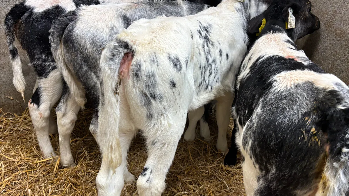 ⭐️ 4 Belgian Blue Heifer Calves ⭐️ - Image 2
