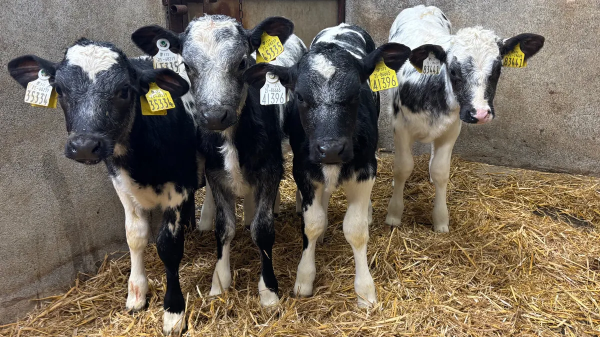 ⭐️ 4 Belgian Blue Heifer Calves ⭐️ - Image 3