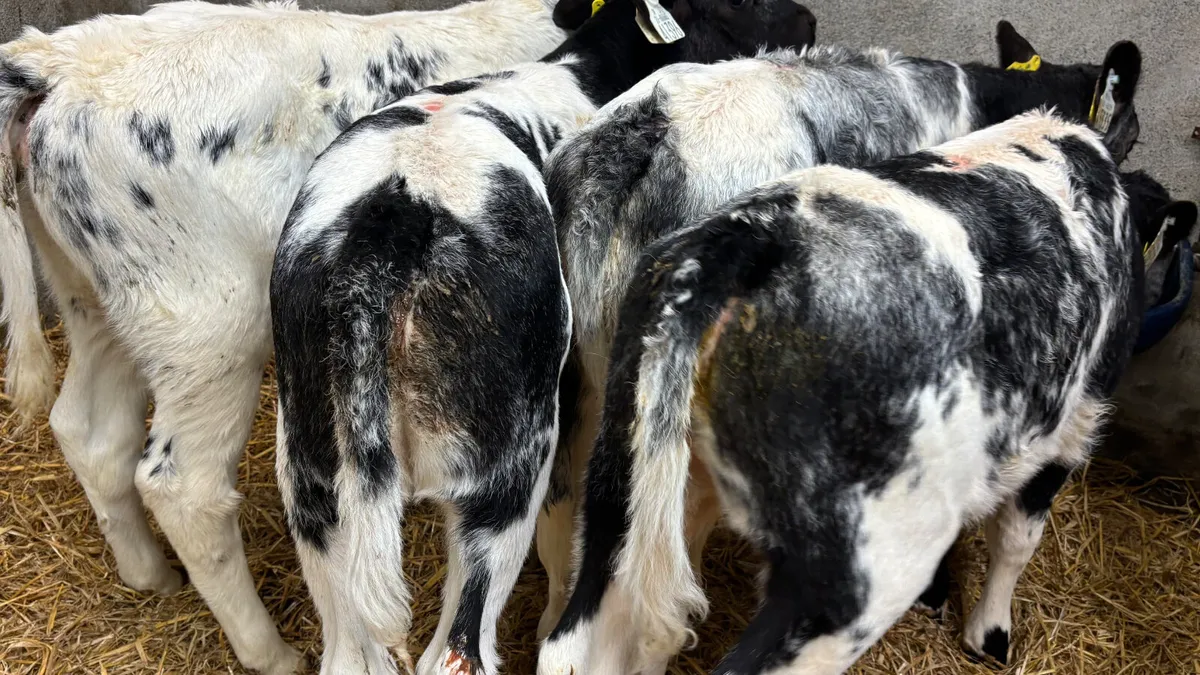 ⭐️ 4 Belgian Blue Heifer Calves ⭐️ - Image 4