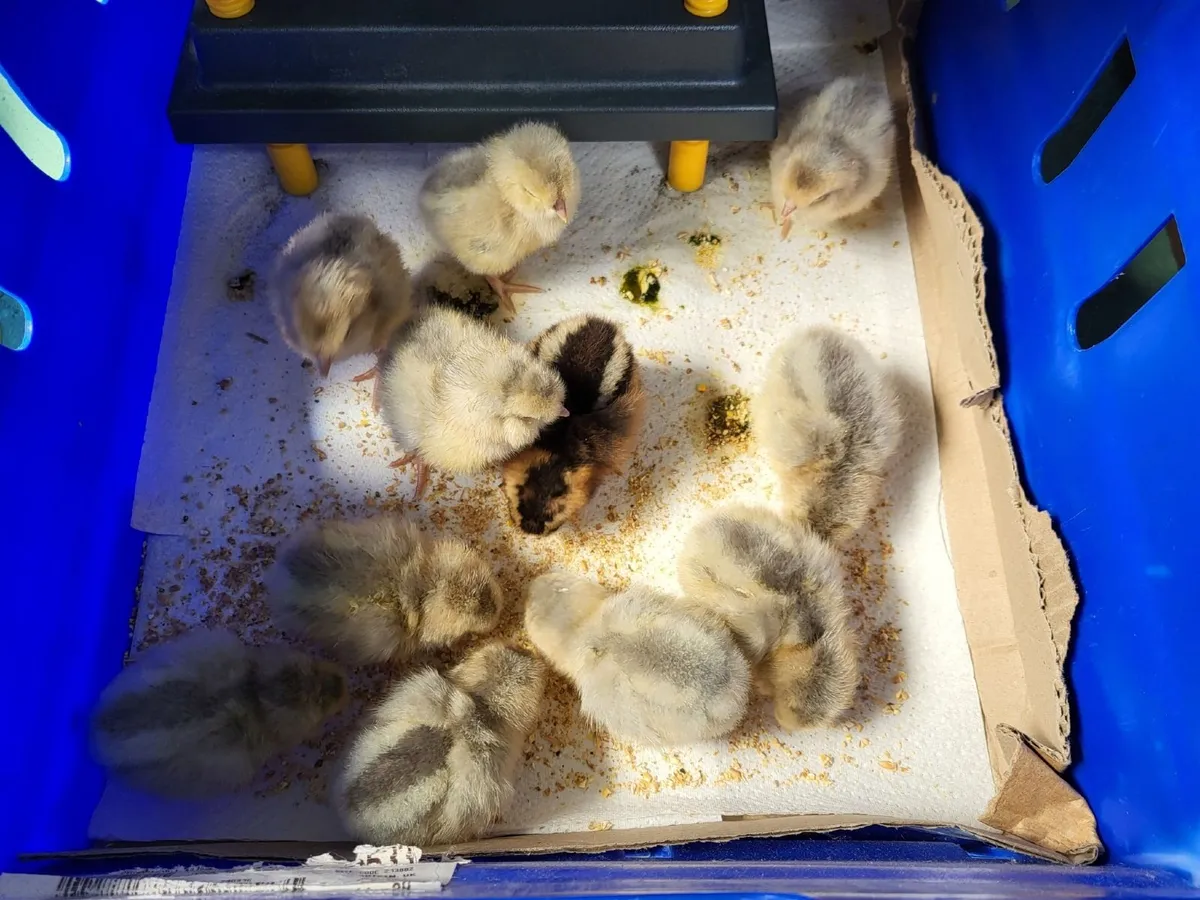 Day-Old Chicks - Image 1