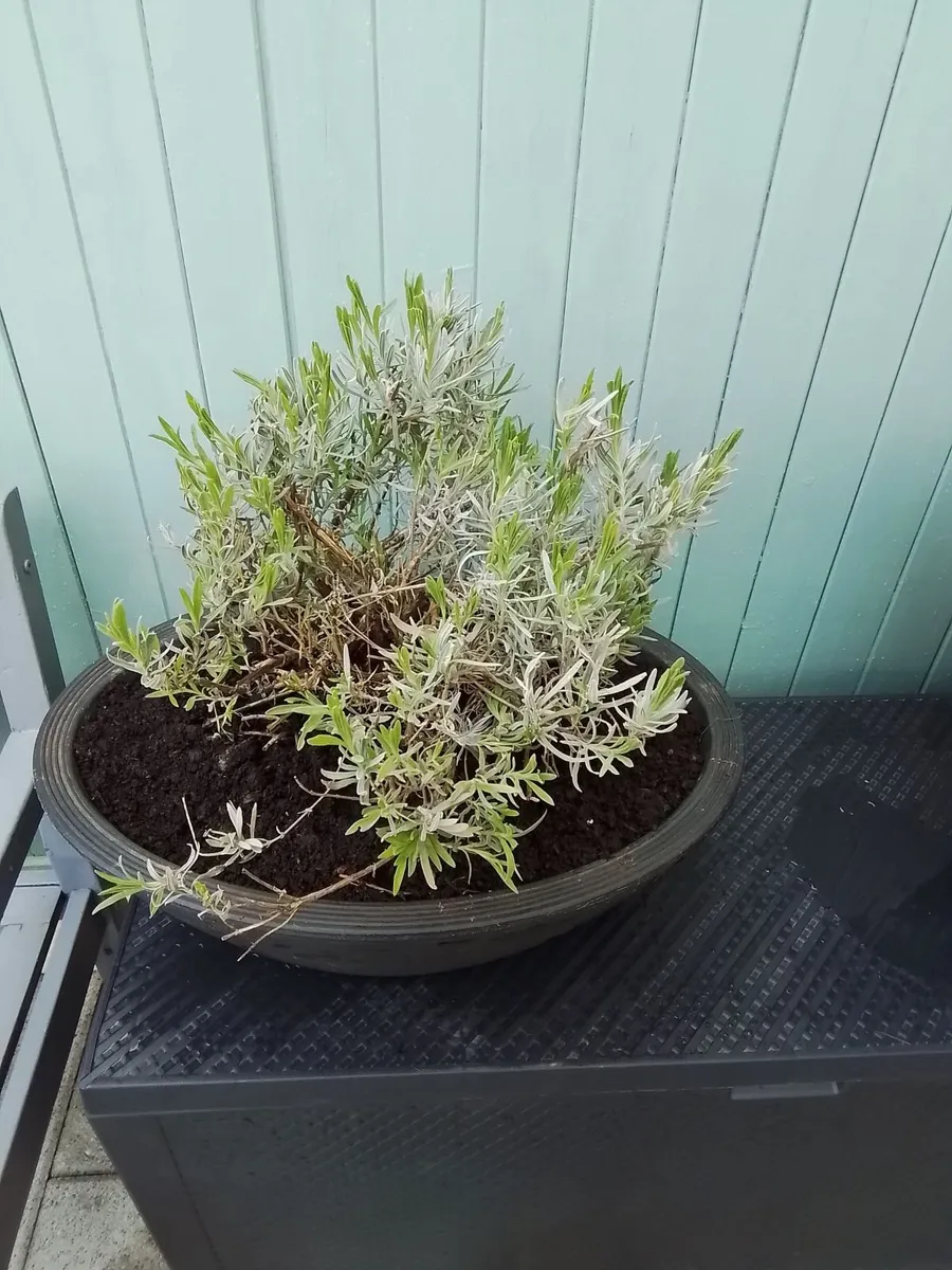 Oval lavender planter