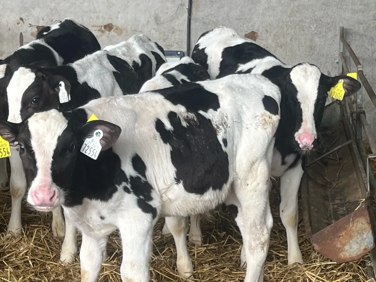 10 WEANED BULLS - Image 1