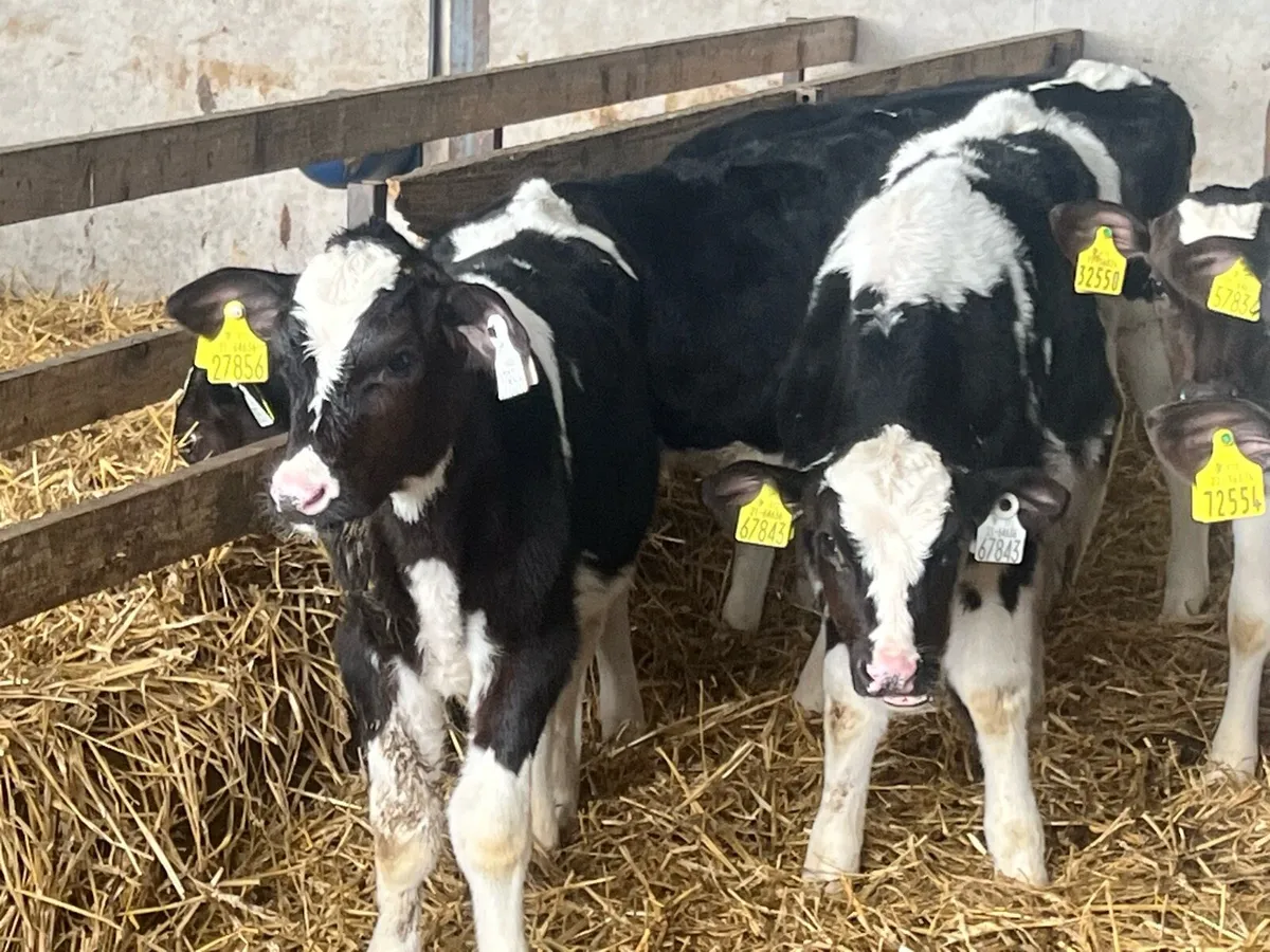 10 WEANED BULLS - Image 2