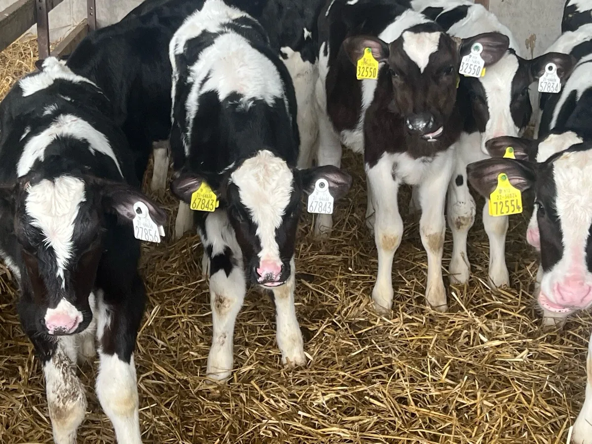 10 WEANED BULLS - Image 3