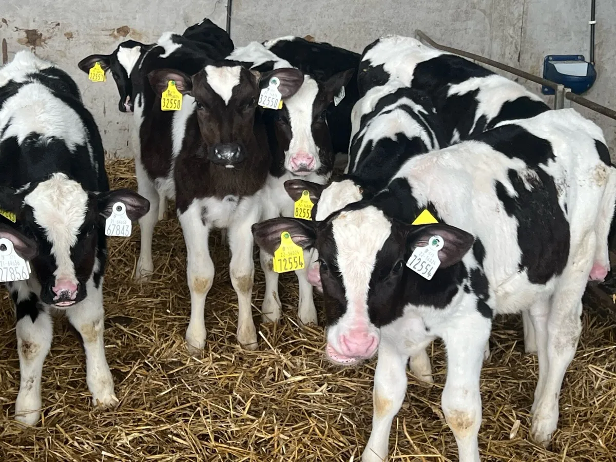 10 WEANED BULLS - Image 4