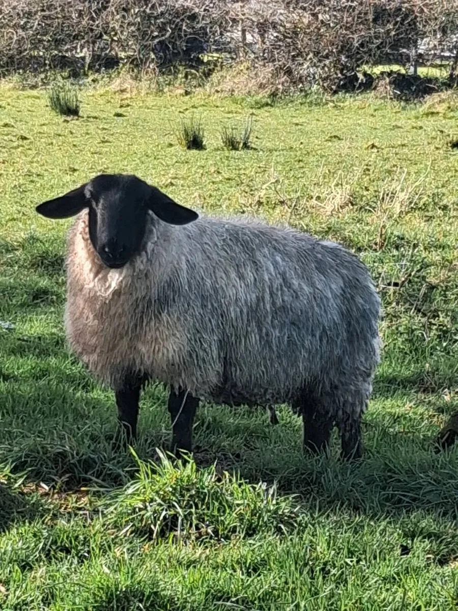 PBNR In lamb Hoggets - Image 1