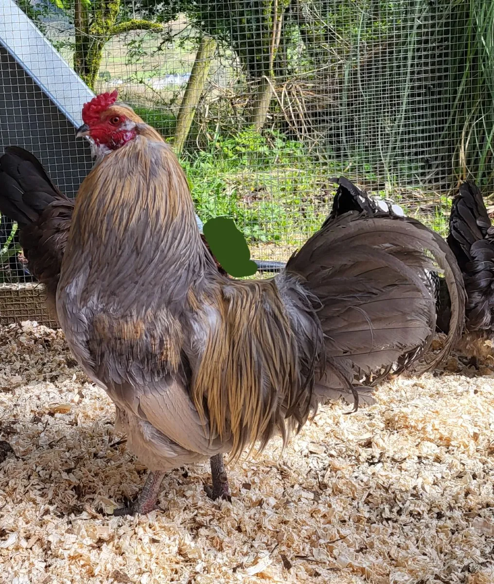 Day-Old Chicks - Image 2