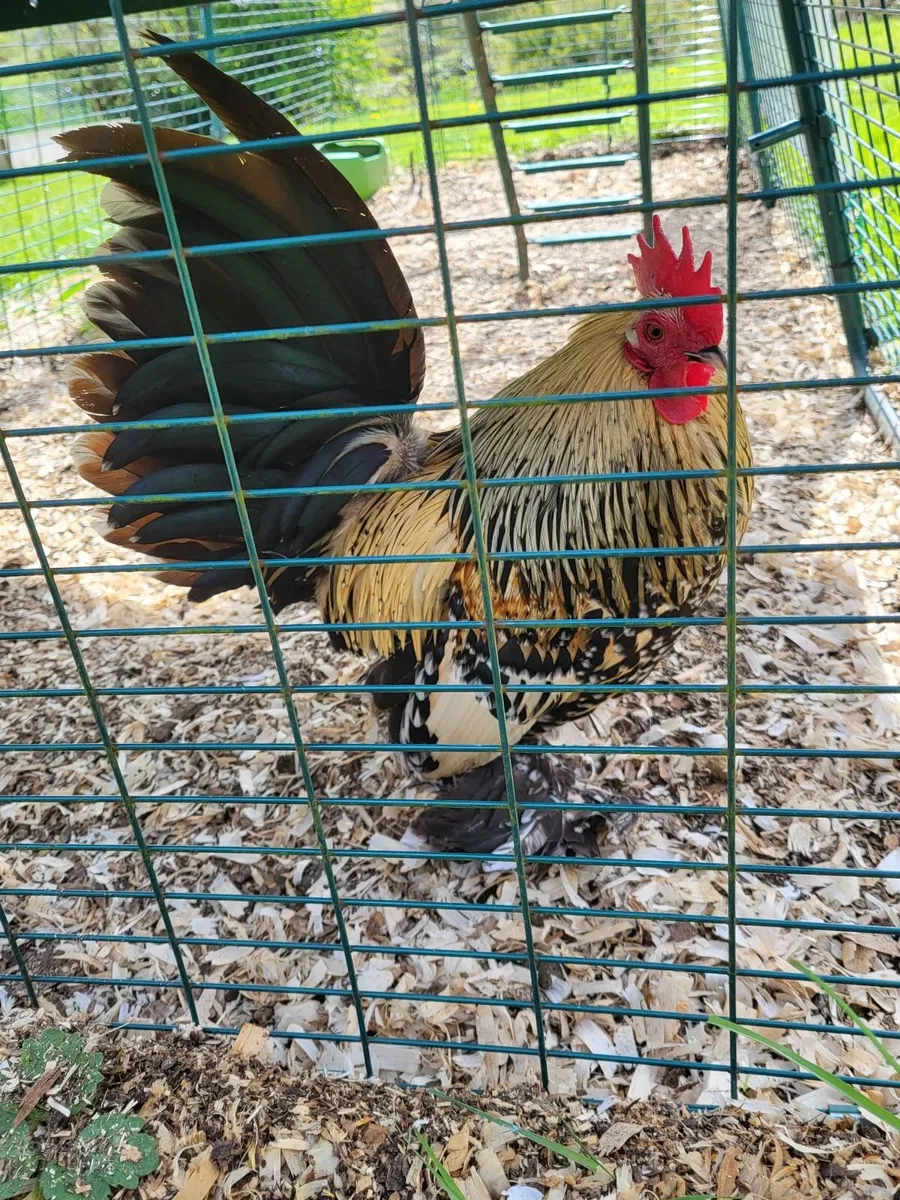 Day-Old Chicks - Image 3