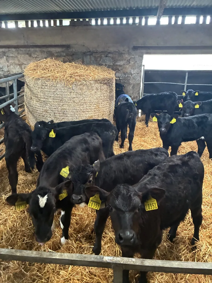Angus calves male and female 3 to 5 weeks old - Image 1