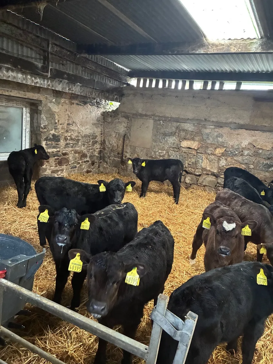 Angus calves male and female 3 to 5 weeks old - Image 2