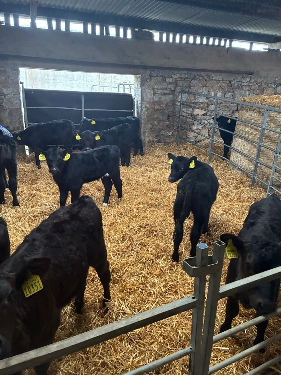 Angus calves male and female 3 to 5 weeks old - Image 3