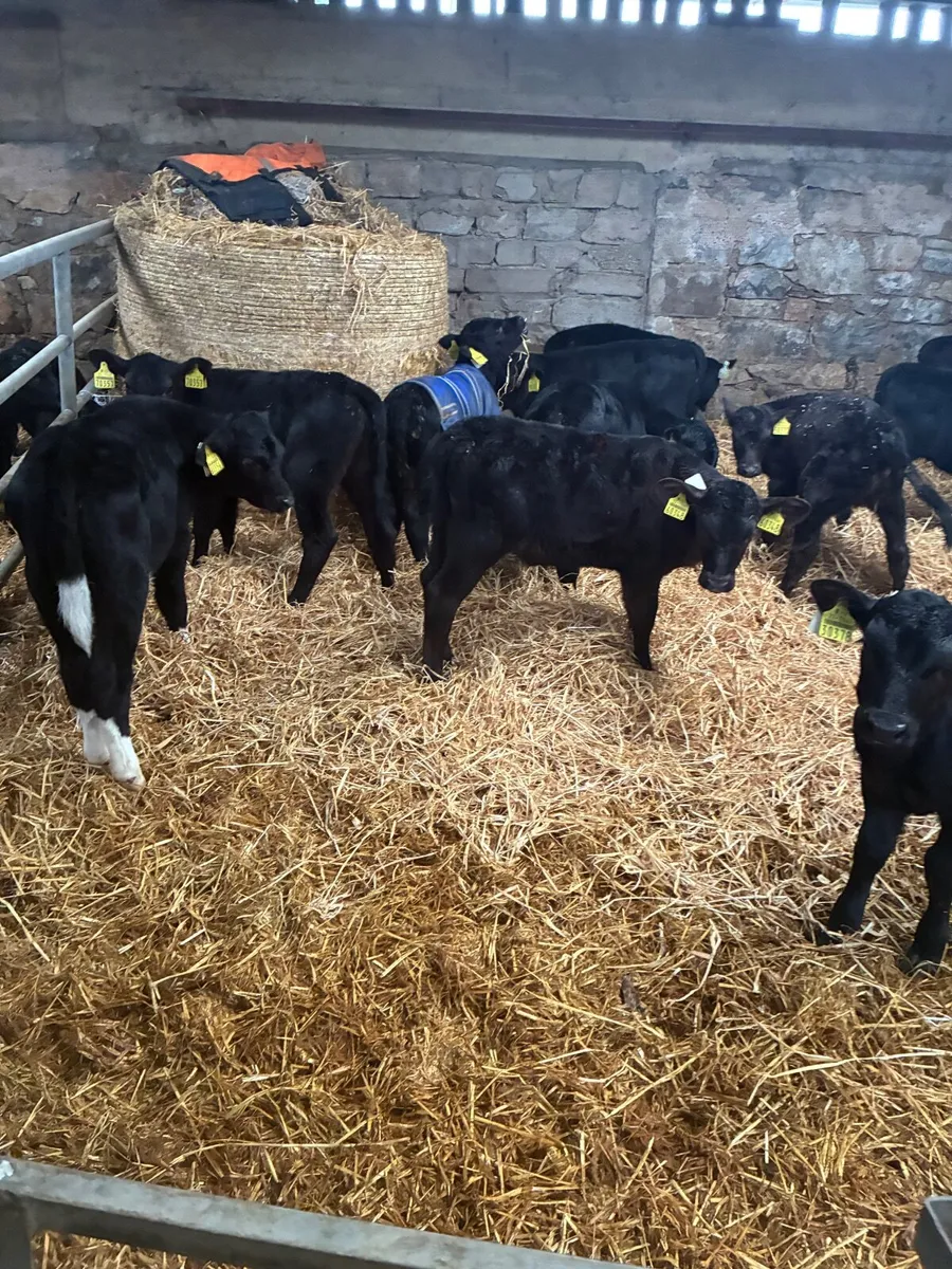 Angus calves male and female 3 to 5 weeks old - Image 4
