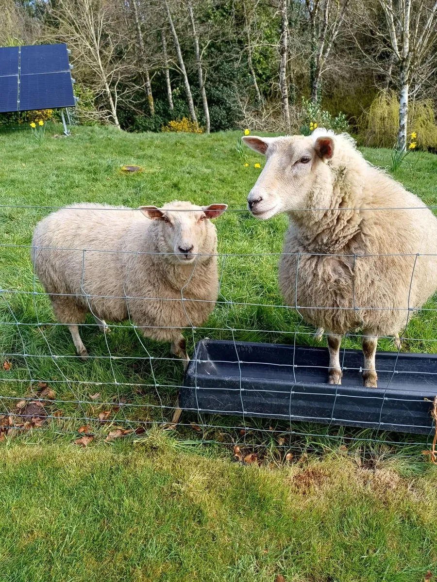 March 2025 lambs for sale,1 castrate and 1 female