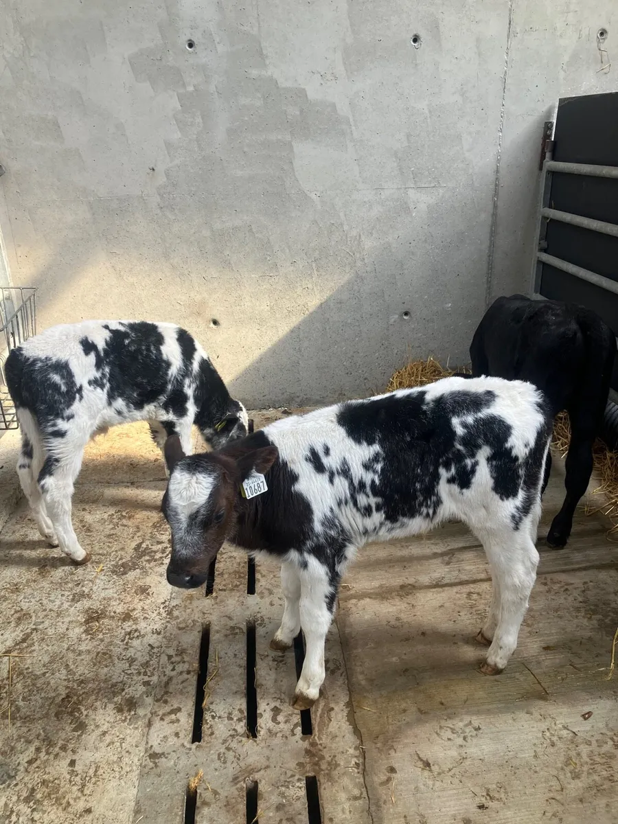Calves For Sale - Image 1