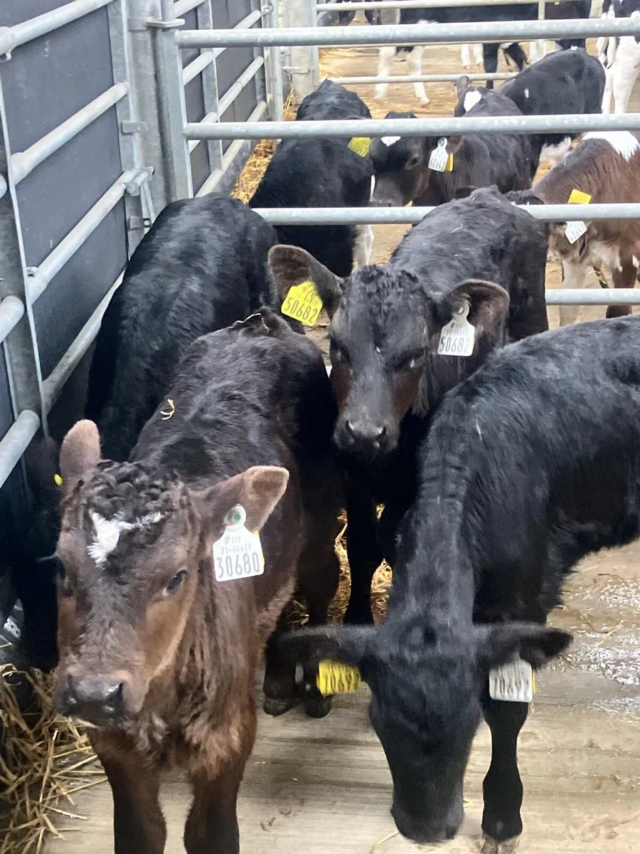 Calves For Sale - Image 2