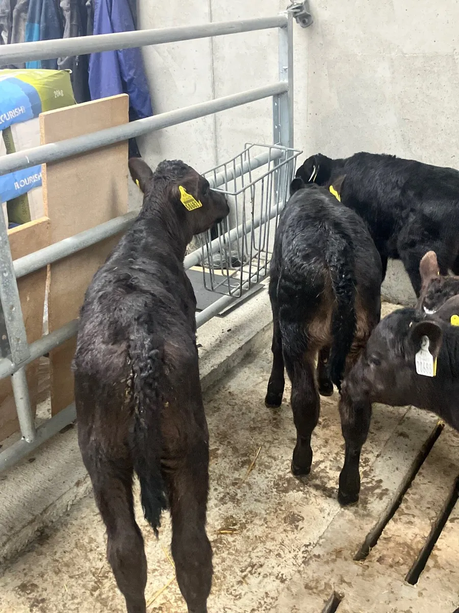Calves For Sale - Image 3