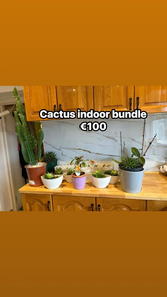 Cactus bundle + pots €100 bundle