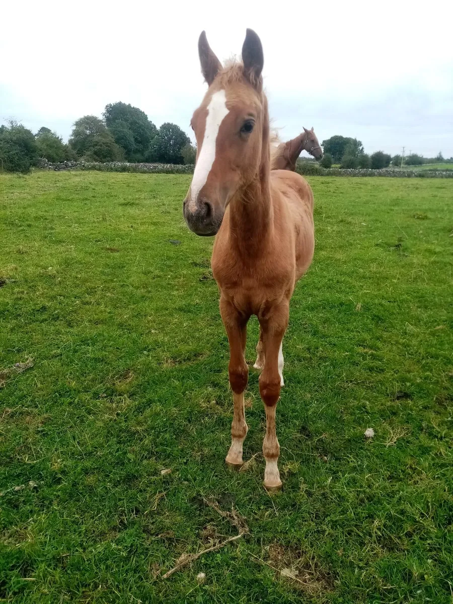 Yearling Filly - Image 1