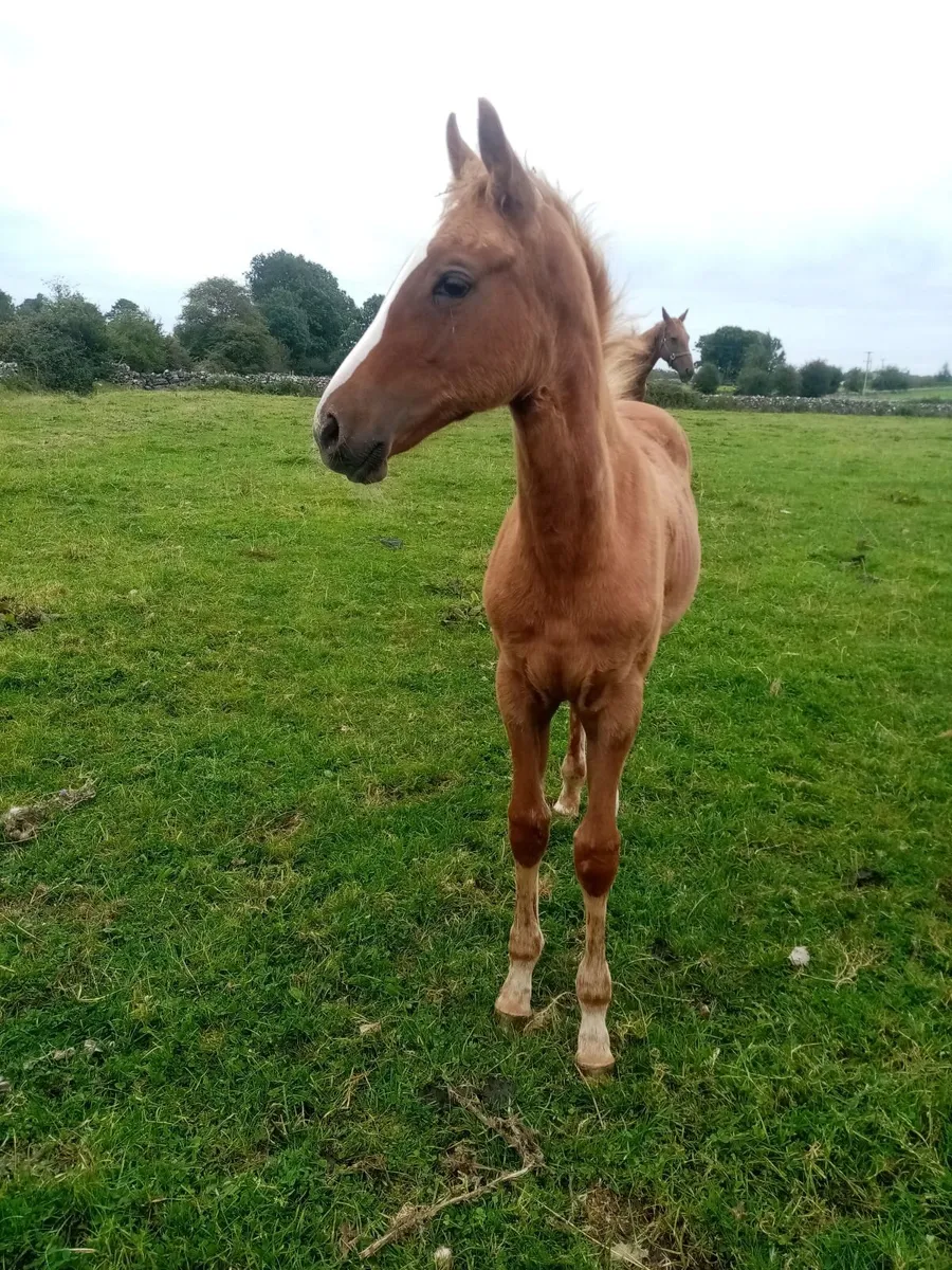 Yearling Filly - Image 2