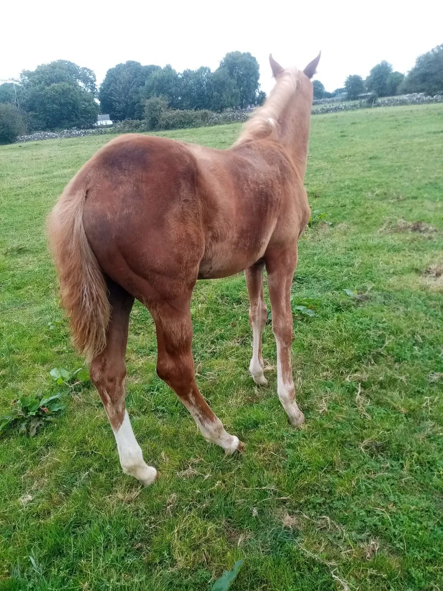 Yearling Filly - Image 3