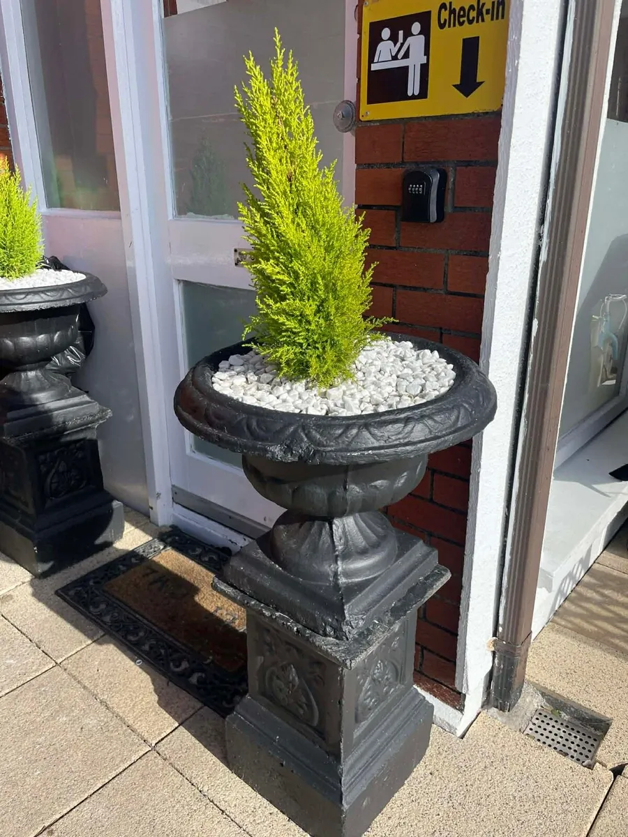 2 concrete pots + tree + rocks etc €200 bundle - Image 3