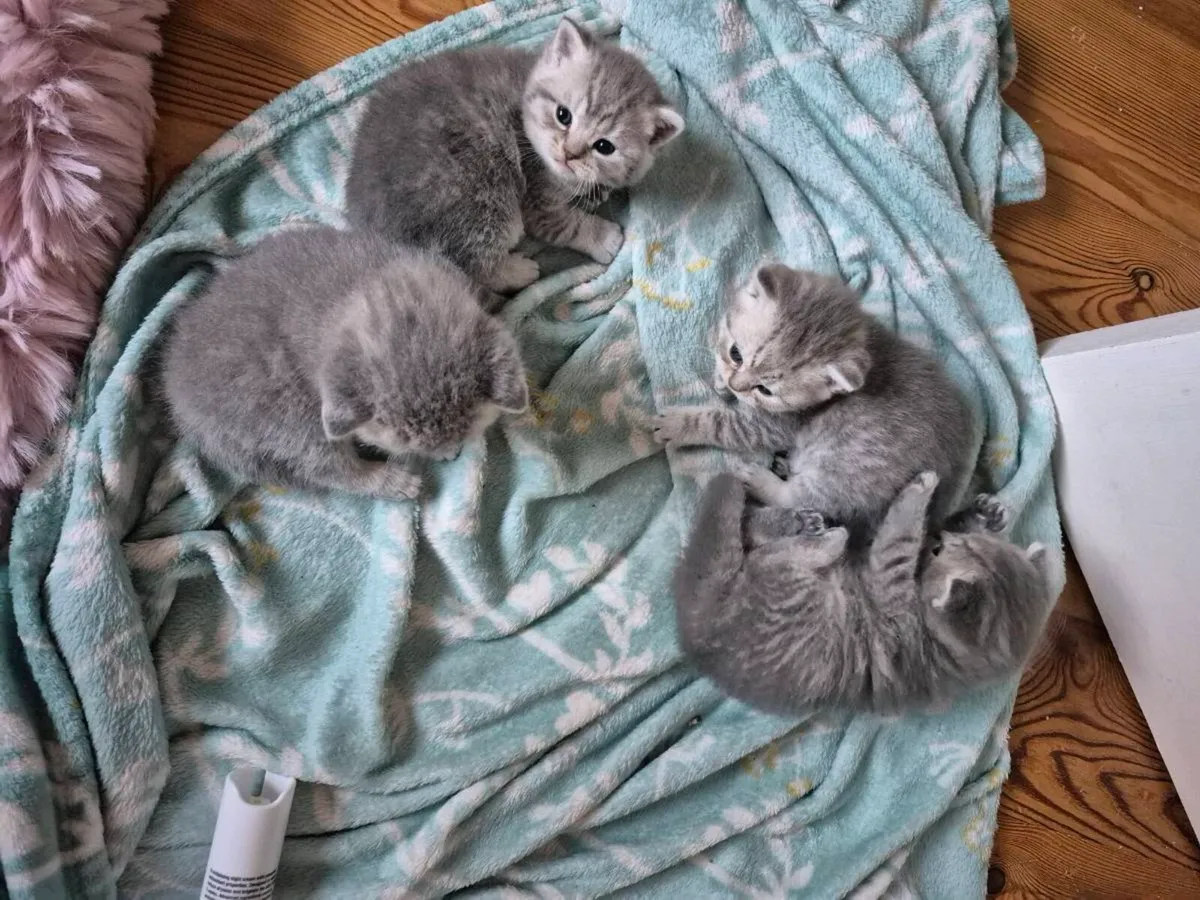 Bristish Shorthair Kittens( Two Reserved) - Image 1