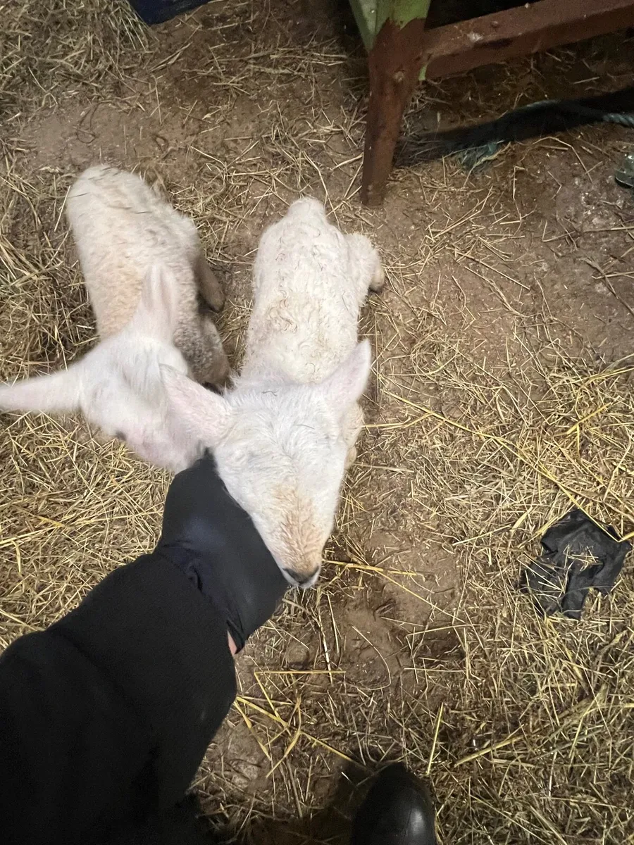 Pet lambs