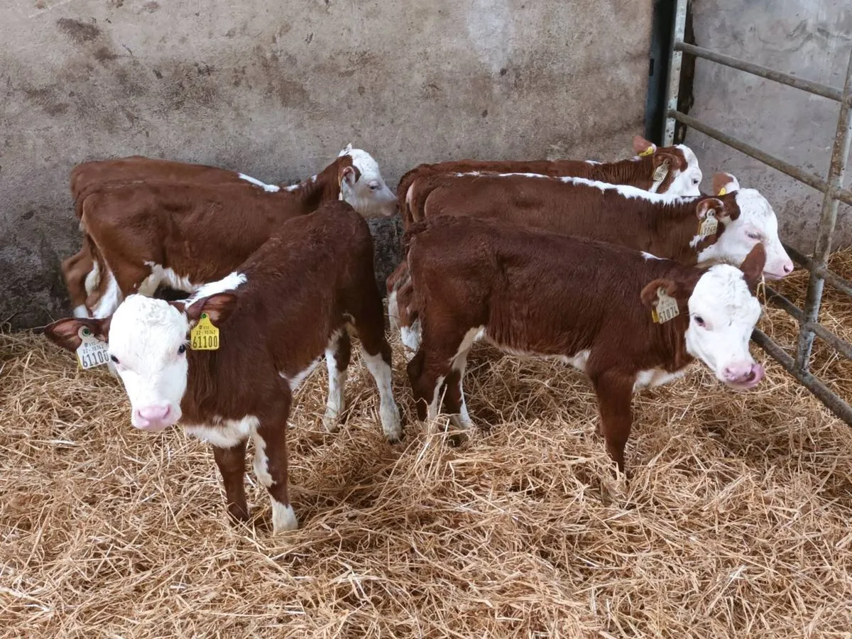 16 HEREFORD HEIFER CALVES FOR SALE - Image 3