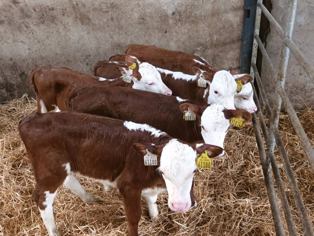16 HEREFORD HEIFER CALVES FOR SALE - Image 1