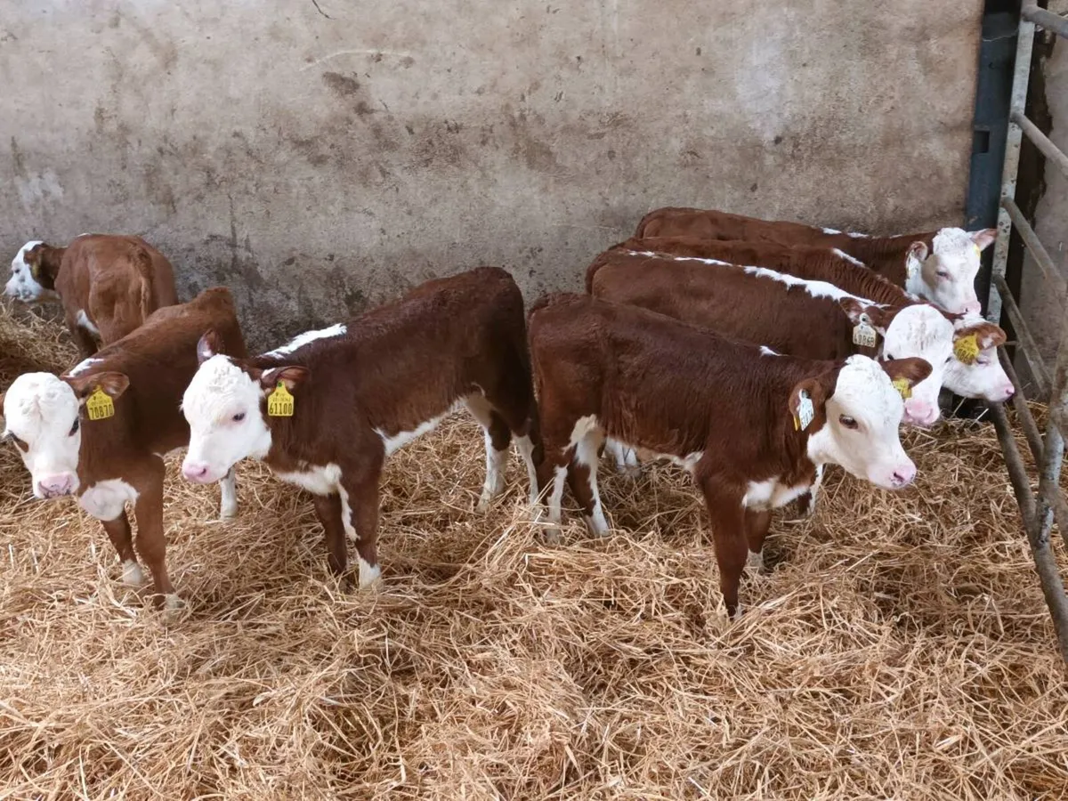 16 HEREFORD HEIFER CALVES FOR SALE - Image 2