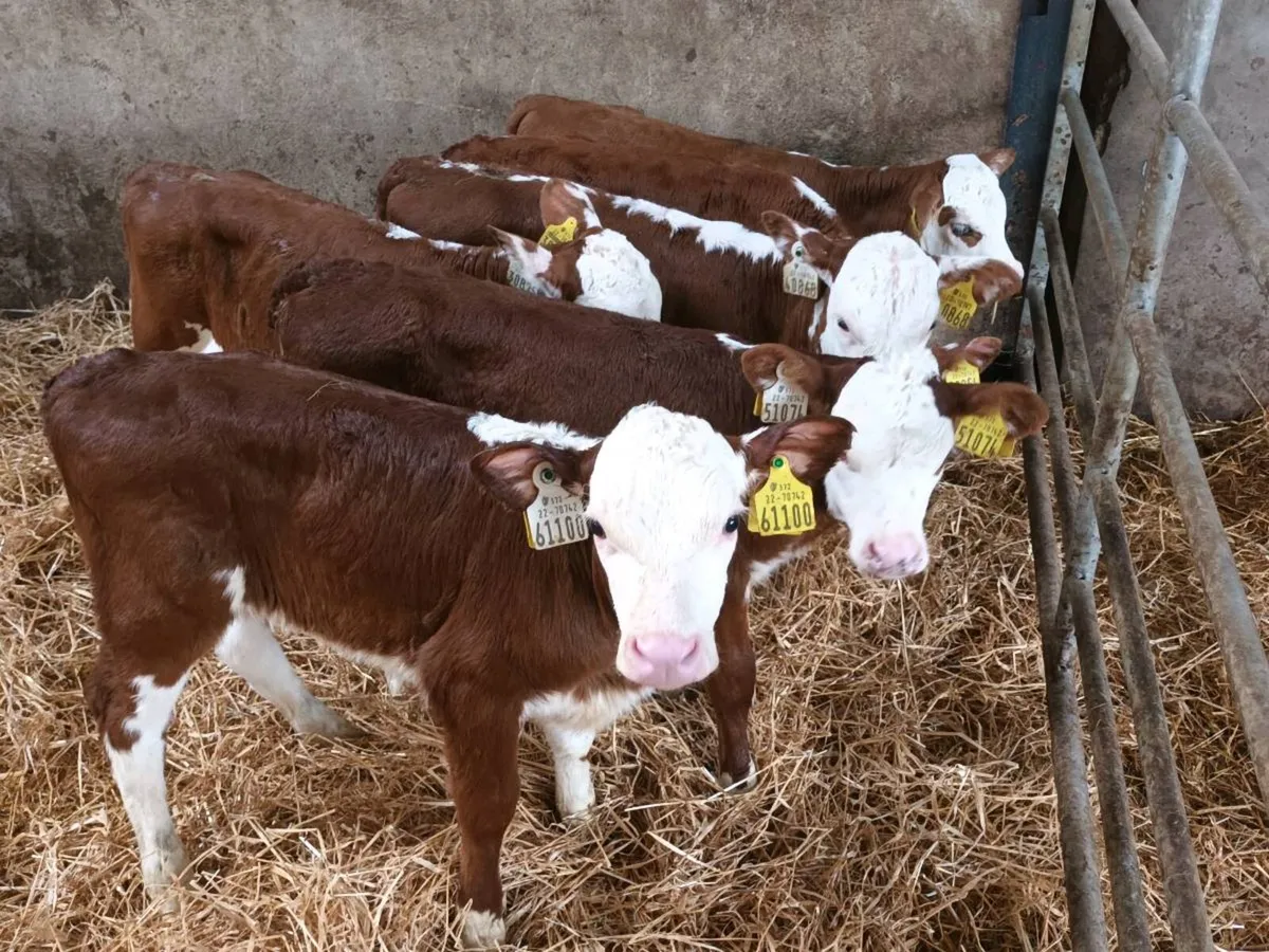 16 HEREFORD HEIFER CALVES FOR SALE - Image 4