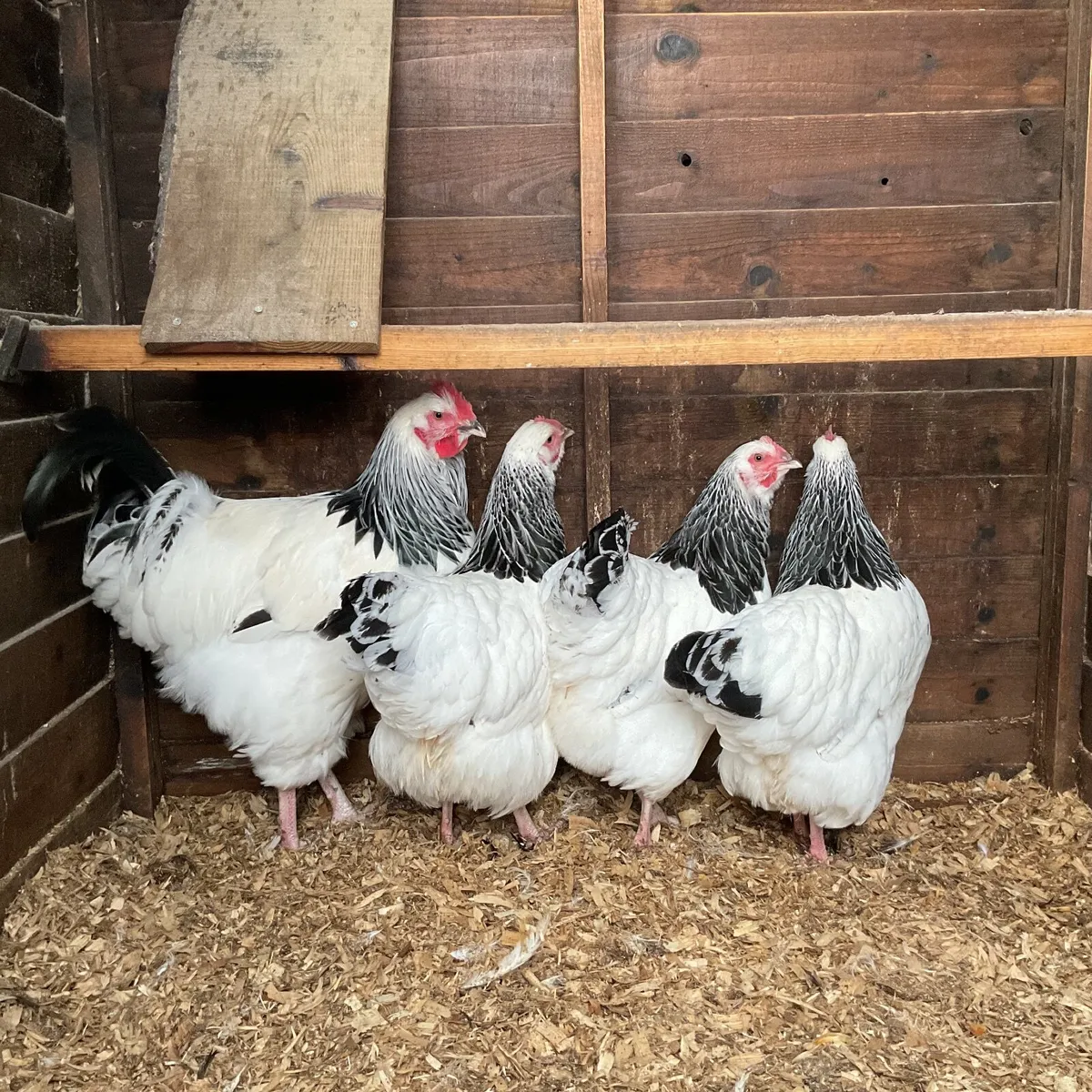 Large fowl light sussex - Image 3