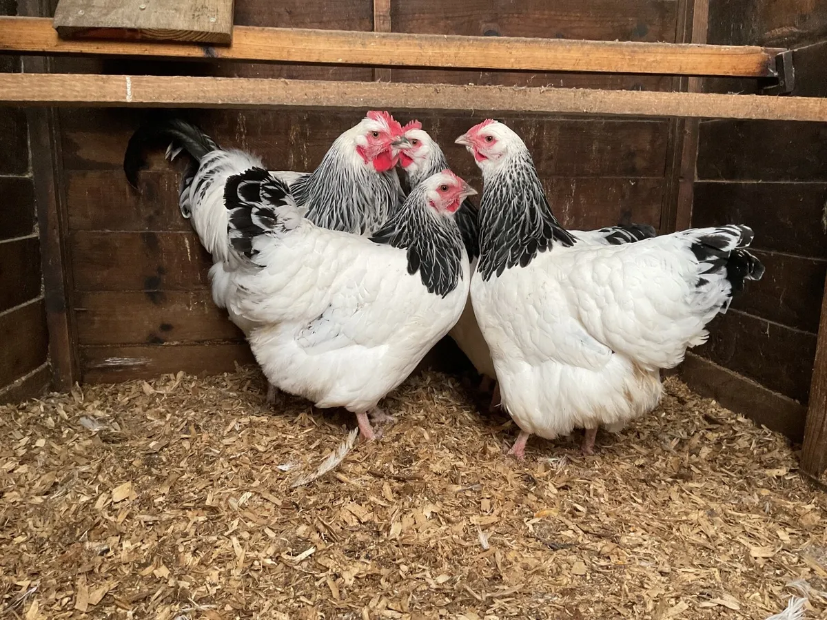 Large fowl light sussex - Image 2