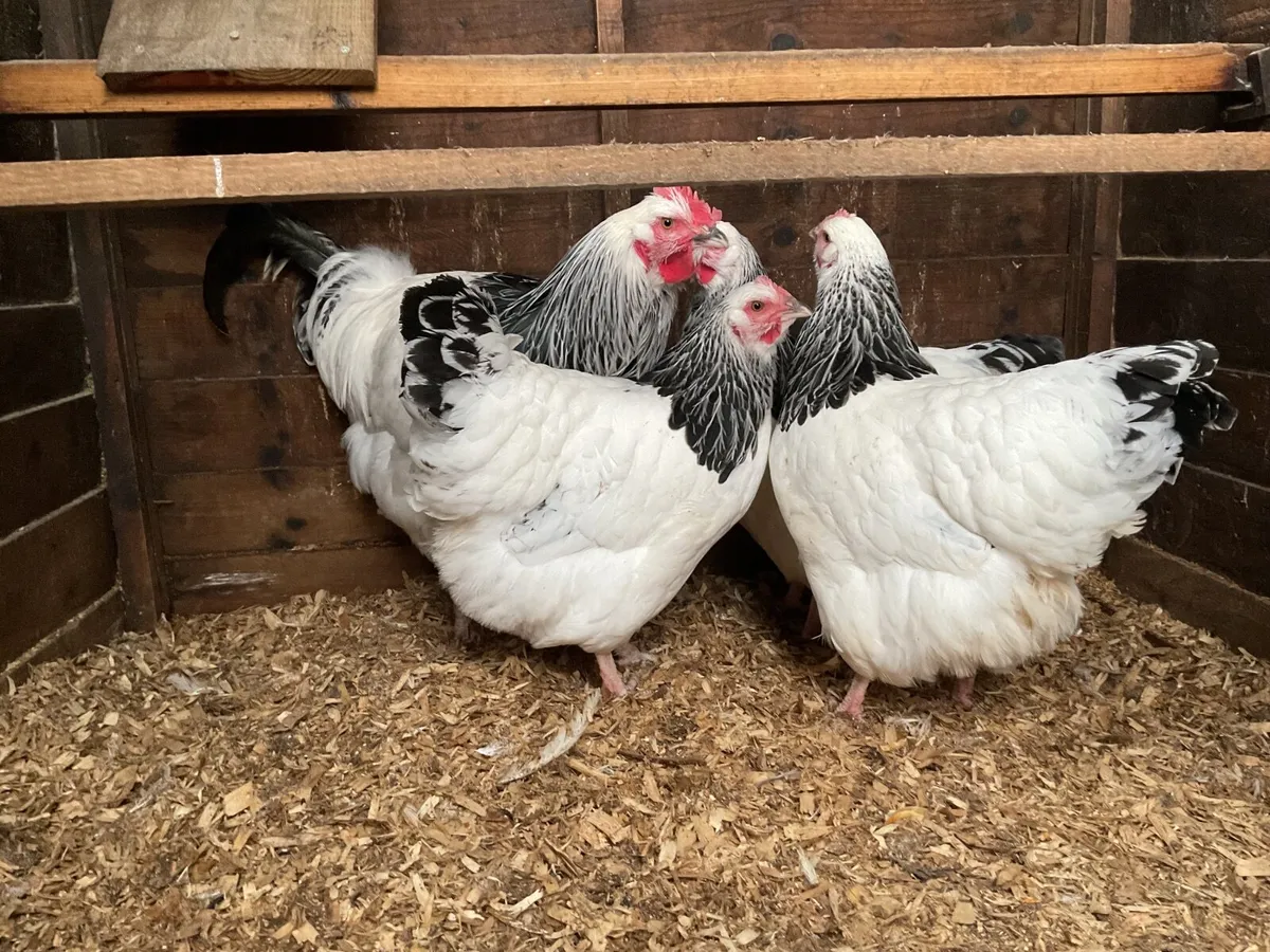 Large fowl light sussex - Image 4