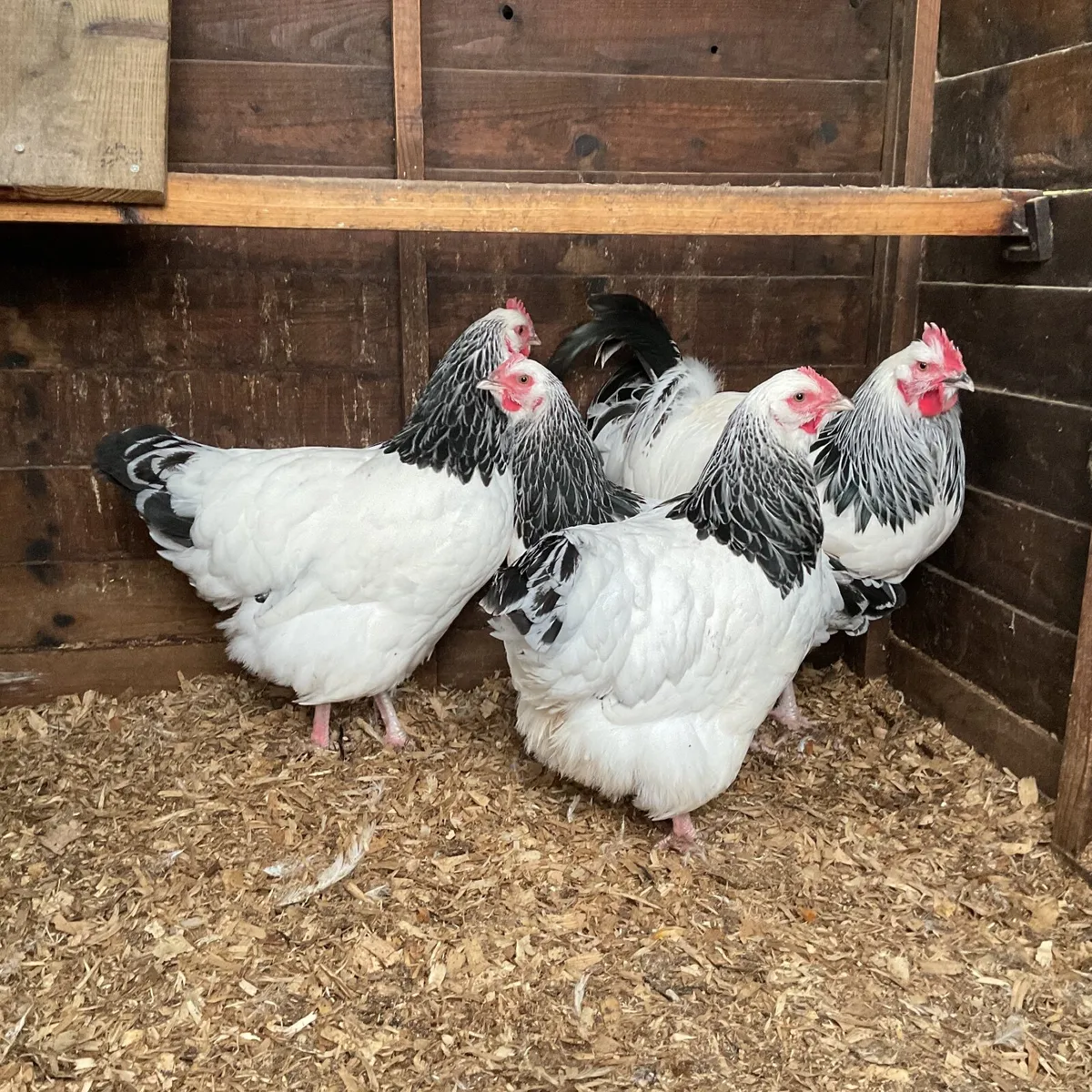 Large fowl light sussex - Image 1