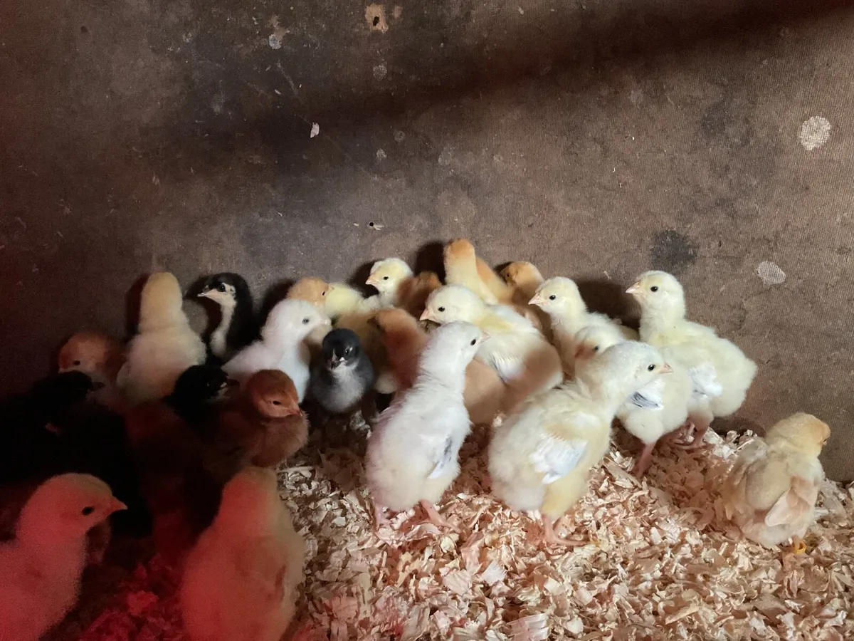 Day old chicks - Image 1