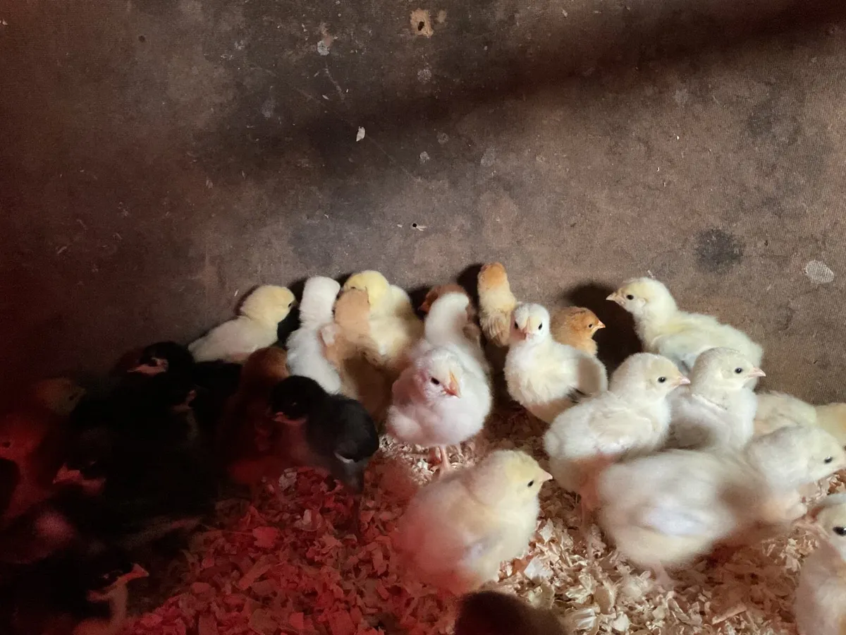 Day old chicks - Image 2