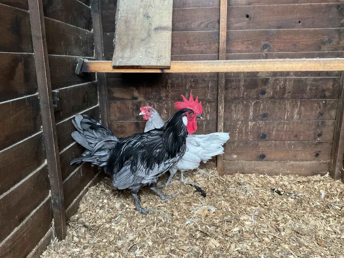 Blue Andalusian - Image 2