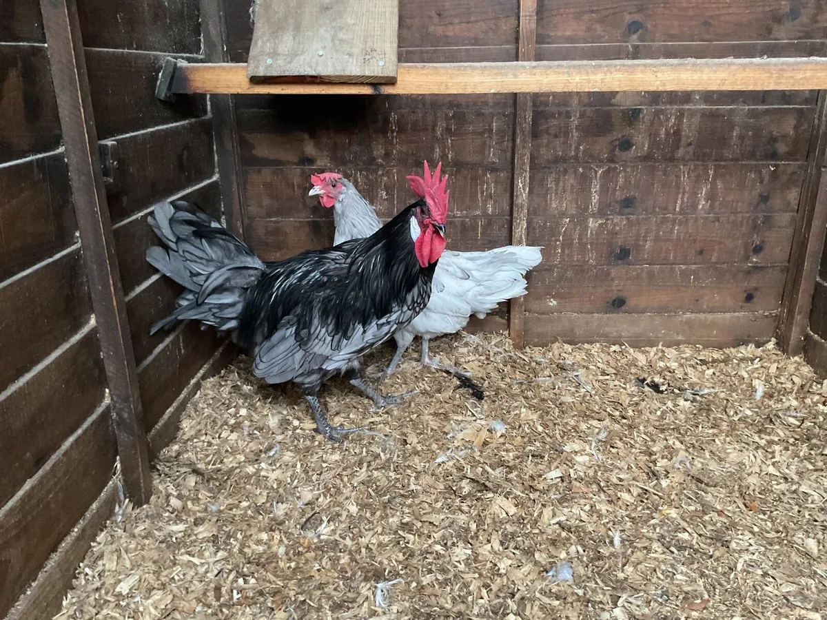 Blue Andalusian - Image 3