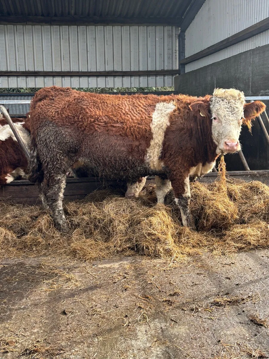 Incalf Simmental heifers - Image 4